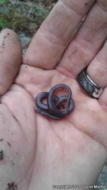 Western Wormsnake (Carphophis vermis)