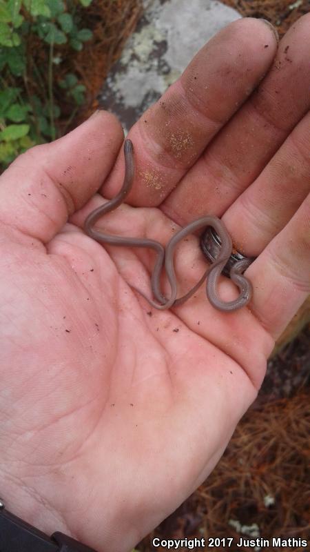 Flat-headed Snake (Tantilla gracilis)