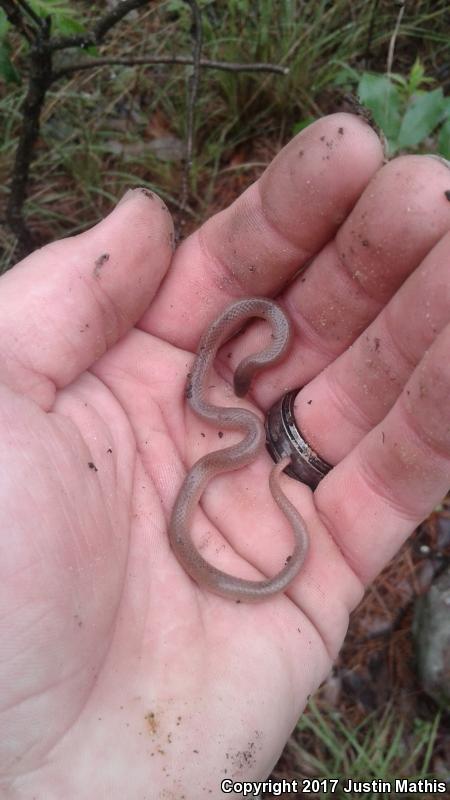 Flat-headed Snake (Tantilla gracilis)