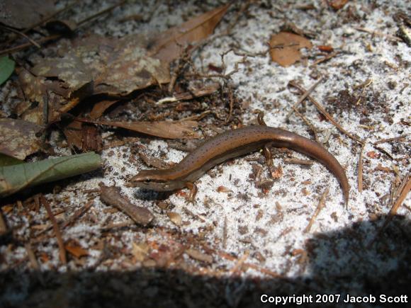 Little Brown Skink (Scincella lateralis)