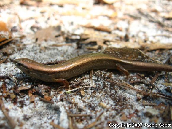 Little Brown Skink (Scincella lateralis)