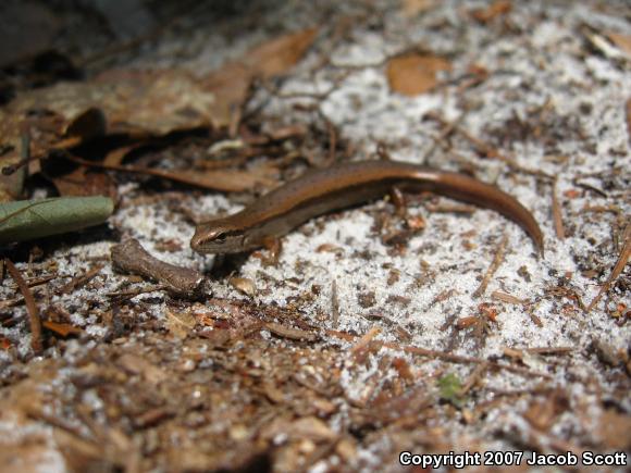 Little Brown Skink (Scincella lateralis)