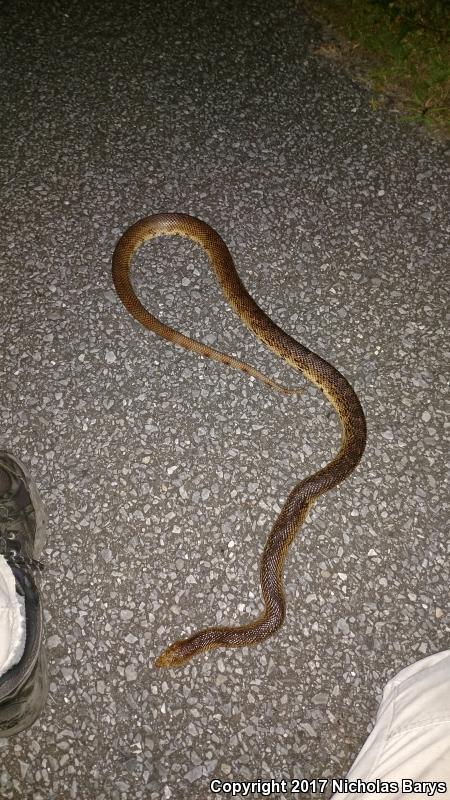 Florida Pinesnake (Pituophis melanoleucus mugitus)