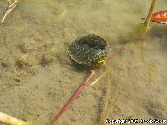 Red-eared Slider (Trachemys scripta elegans)