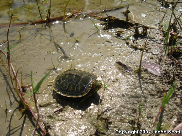 Red-eared Slider (Trachemys scripta elegans)