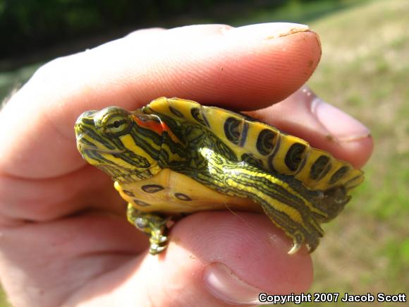 Red-eared Slider (Trachemys scripta elegans)