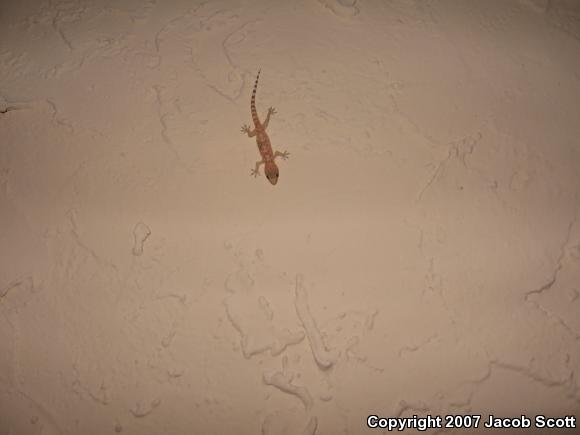 Turkish House Gecko (Hemidactylus turcicus turcicus)