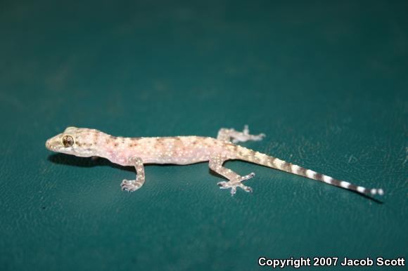 Turkish House Gecko (Hemidactylus turcicus turcicus)