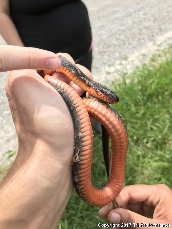 Copper-bellied Watersnake (Nerodia erythrogaster neglecta)