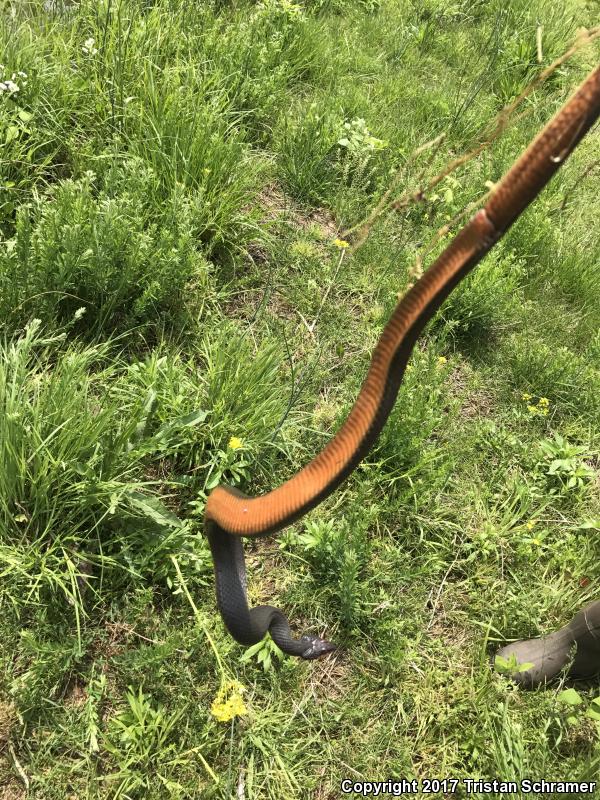 Copper-bellied Watersnake (Nerodia erythrogaster neglecta)