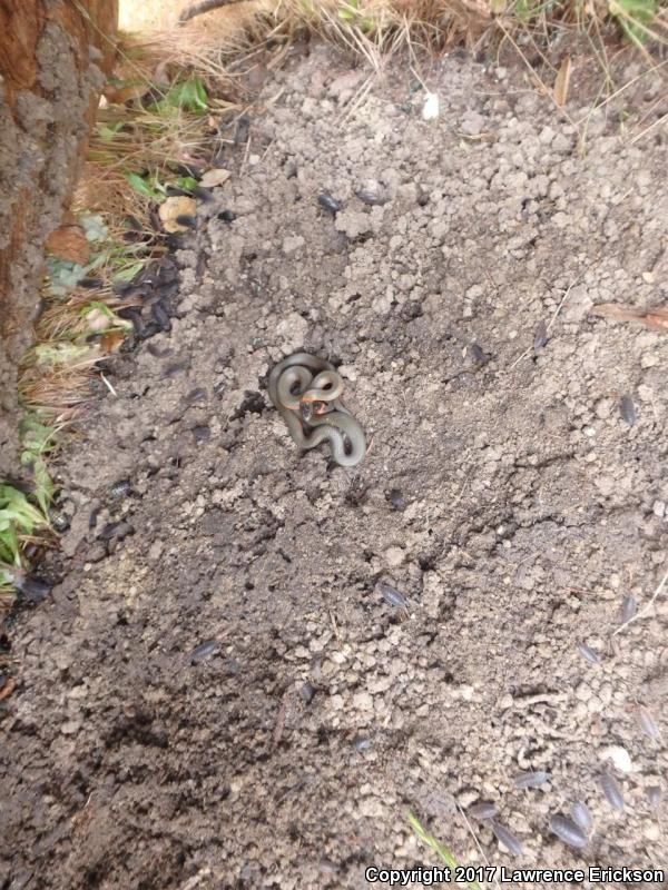 Monterey Ring-necked Snake (Diadophis punctatus vandenburgii)