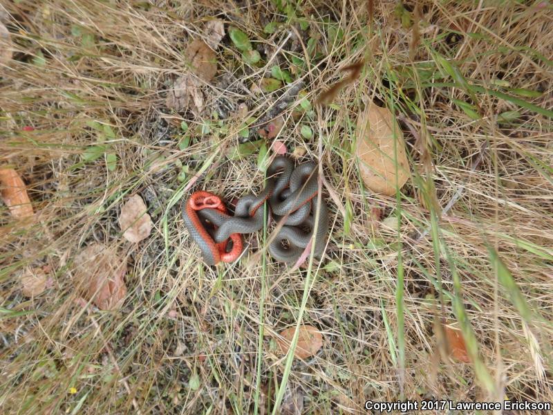 Monterey Ring-necked Snake (Diadophis punctatus vandenburgii)