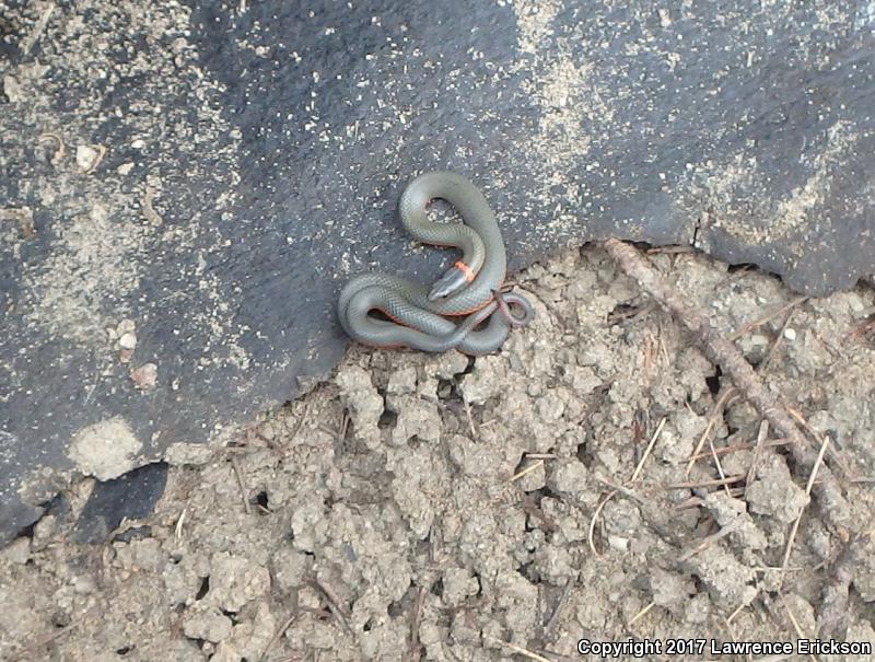 Monterey Ring-necked Snake (Diadophis punctatus vandenburgii)