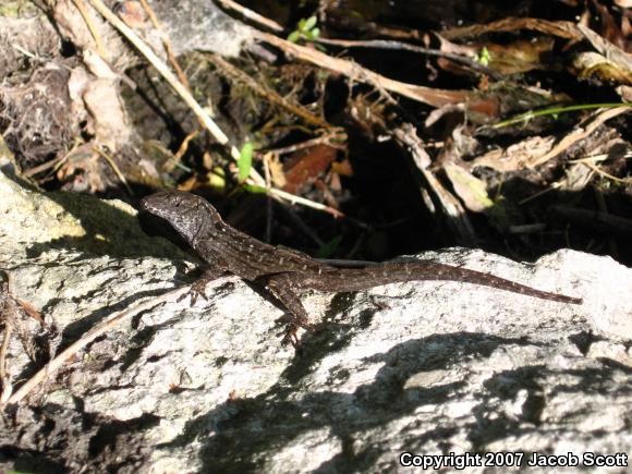 Cuban Brown Anole (Anolis sagrei sagrei)