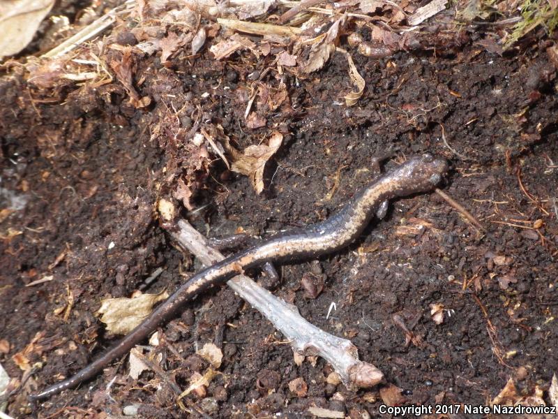 Shenandoah Salamander (Plethodon shenandoah)