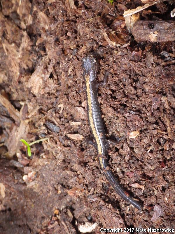 Shenandoah Salamander (Plethodon shenandoah)