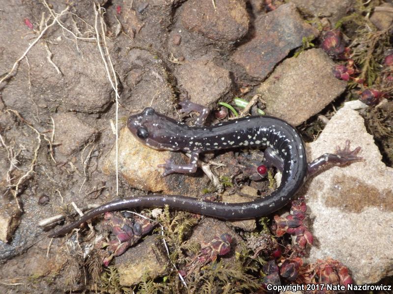 Cow Knob Salamander (Plethodon punctatus)