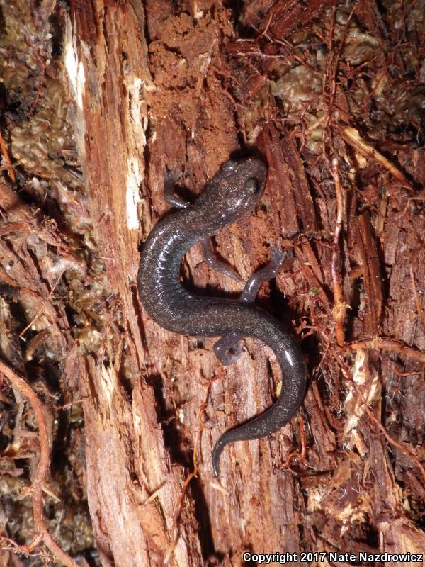 Cheat Mountain Salamander (Plethodon nettingi)
