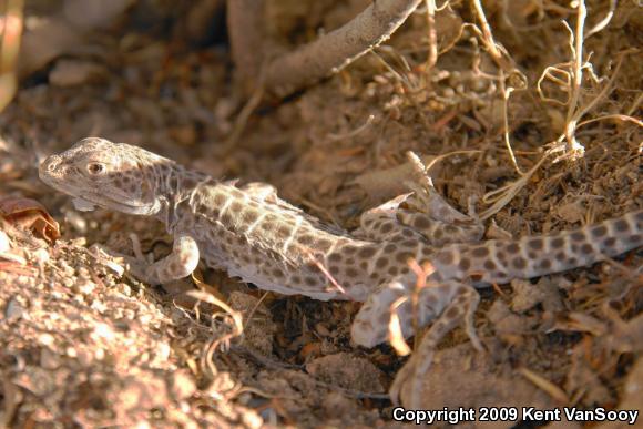 Long-nosed Leopard Lizard (Gambelia wislizenii wislizenii)