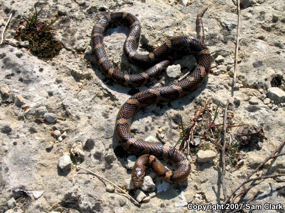 Eastern Milksnake (Lampropeltis triangulum triangulum)