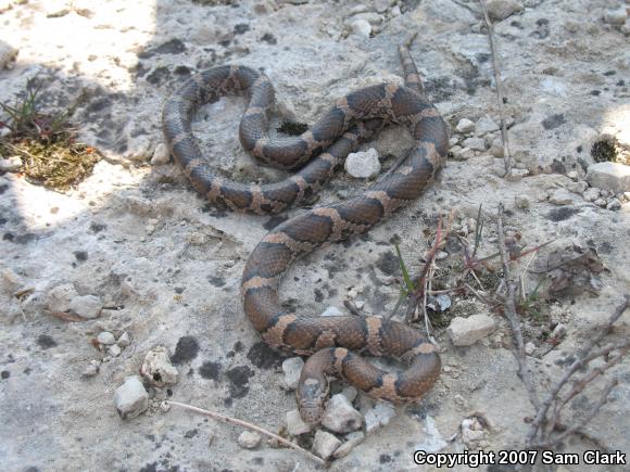 Eastern Milksnake (Lampropeltis triangulum triangulum)