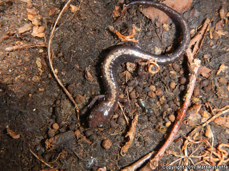 Shenandoah Salamander (Plethodon shenandoah)