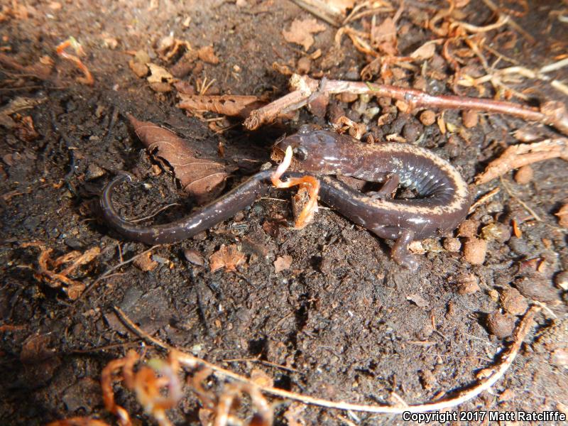 Shenandoah Salamander (Plethodon shenandoah)