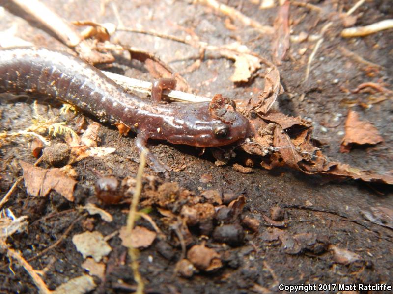 Shenandoah Salamander (Plethodon shenandoah)