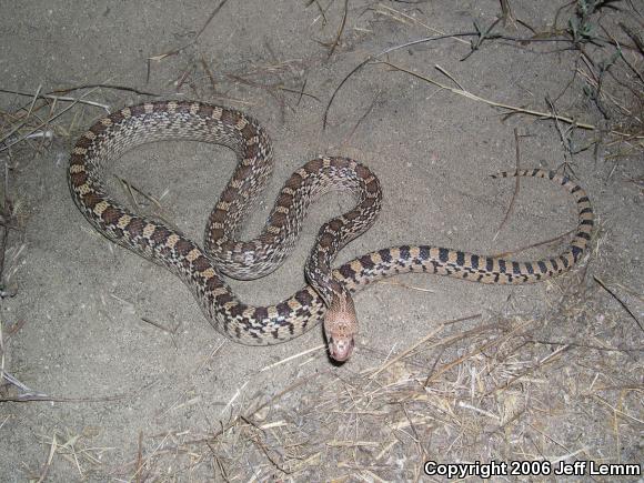 Sonoran Gopher Snake (Pituophis catenifer affinis)