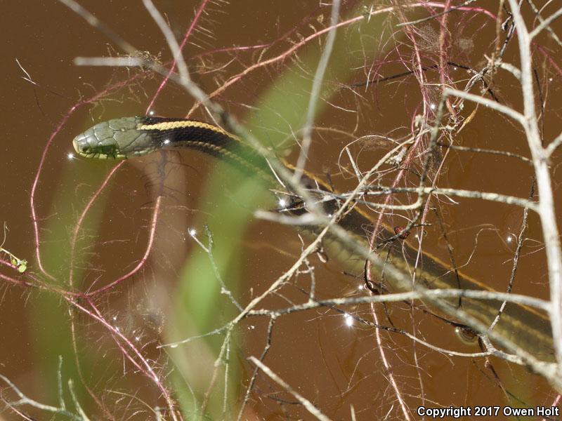 Diablo Gartersnake (Thamnophis atratus zaxanthus)