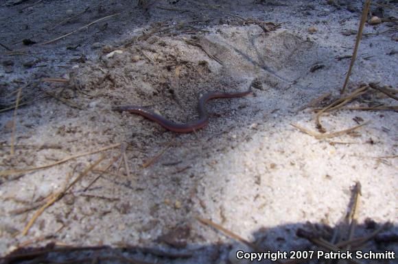 Eastern Wormsnake (Carphophis amoenus amoenus)