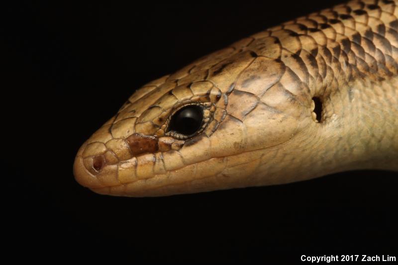 Variegated Skink (Plestiodon gilberti cancellosus)