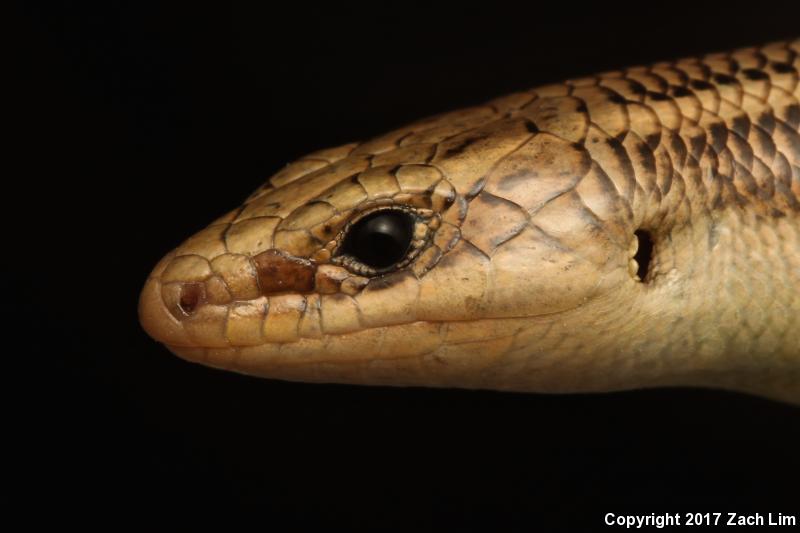 Variegated Skink (Plestiodon gilberti cancellosus)