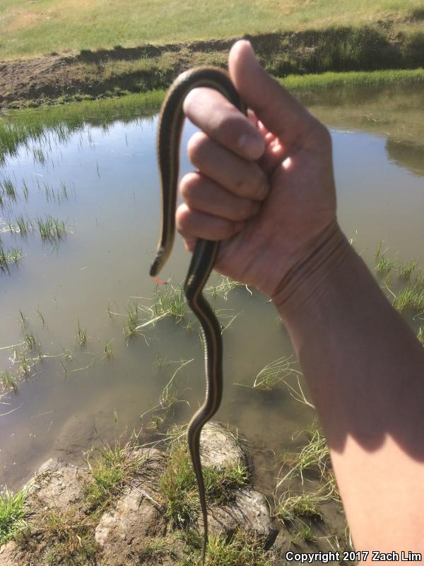 Diablo Gartersnake (Thamnophis atratus zaxanthus)