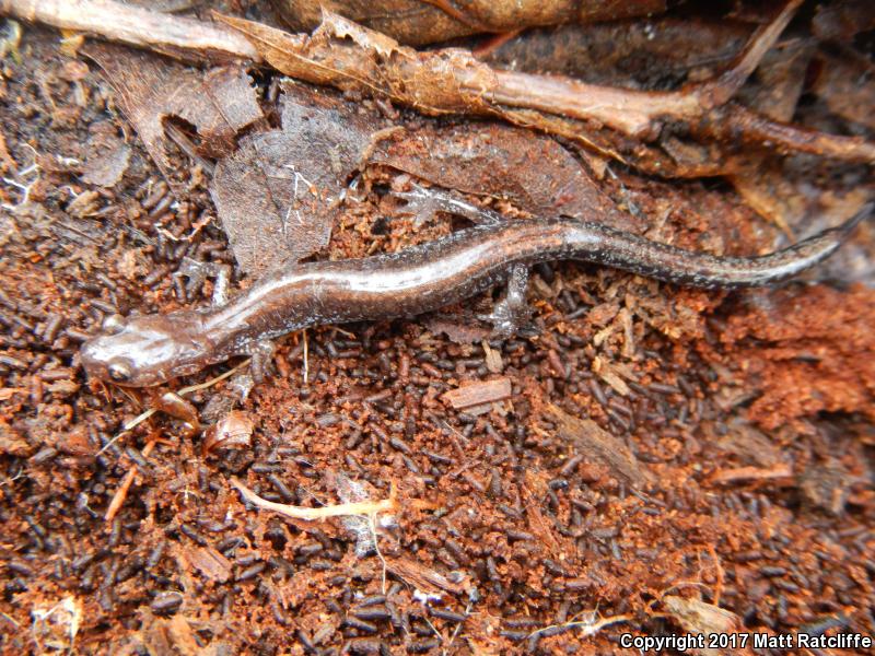 Big Levels Salamander (Plethodon sherando)