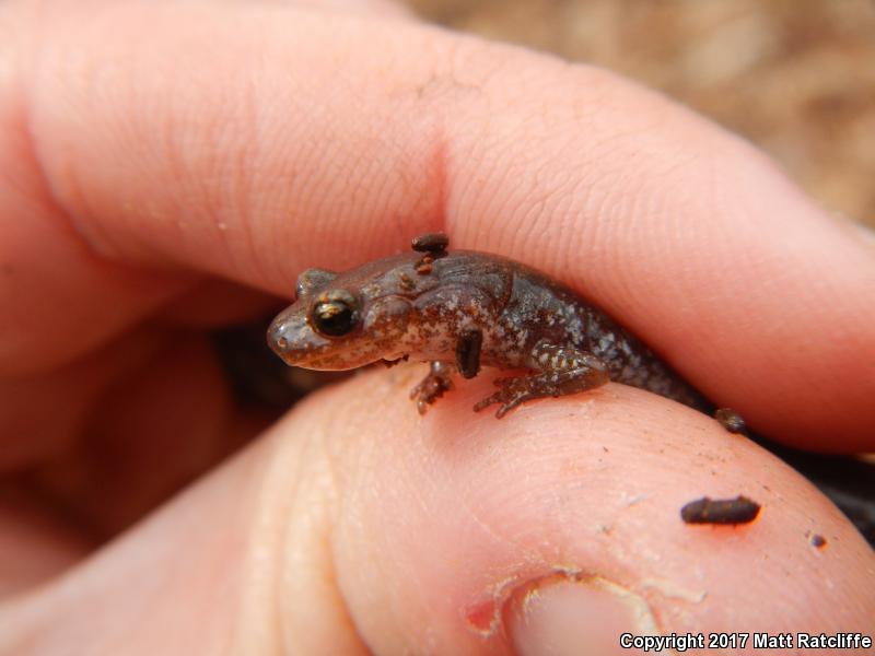 Big Levels Salamander (Plethodon sherando)