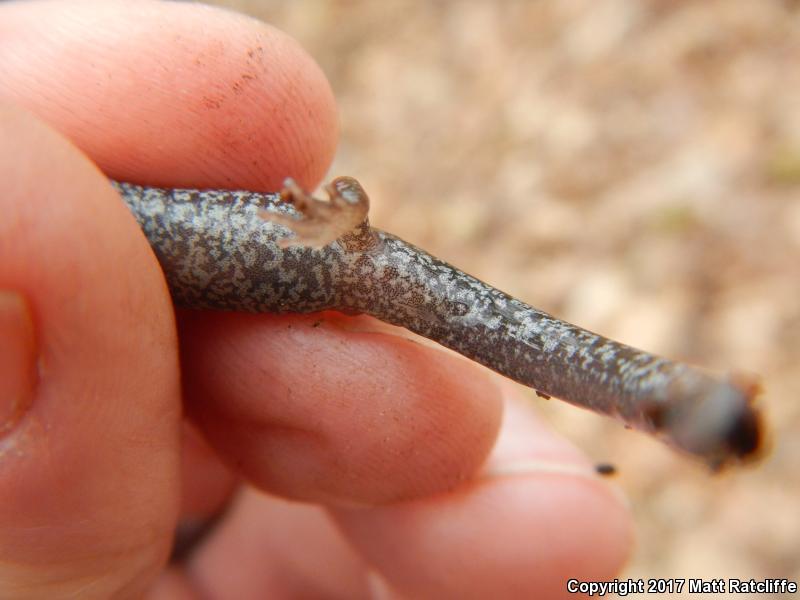 Big Levels Salamander (Plethodon sherando)