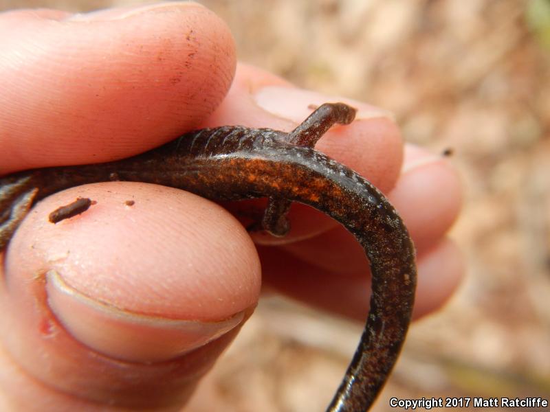 Big Levels Salamander (Plethodon sherando)