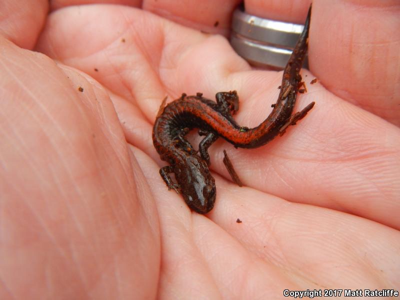 Big Levels Salamander (Plethodon sherando)