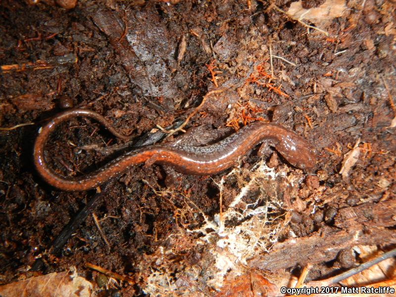 Big Levels Salamander (Plethodon sherando)