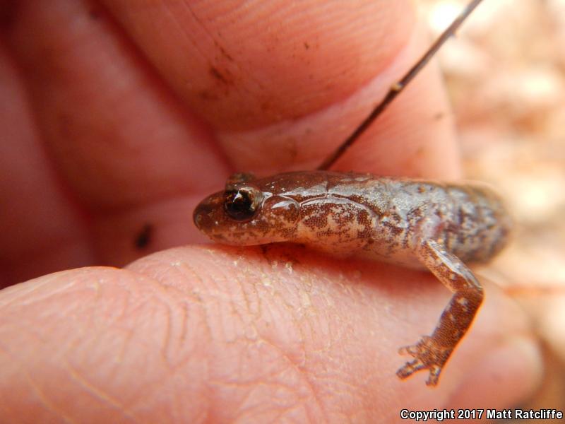 Big Levels Salamander (Plethodon sherando)