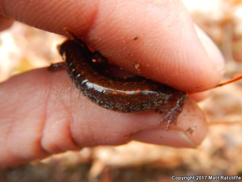 Big Levels Salamander (Plethodon sherando)