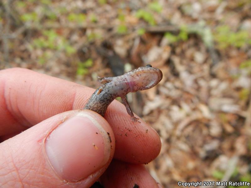 Big Levels Salamander (Plethodon sherando)