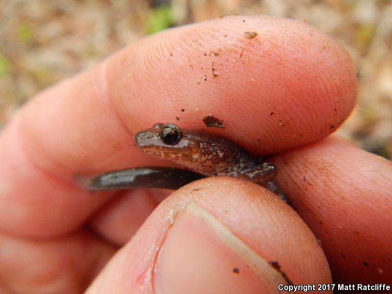 Big Levels Salamander (Plethodon sherando)