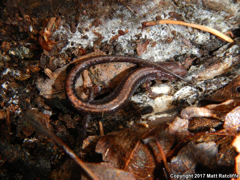 Big Levels Salamander (Plethodon sherando)