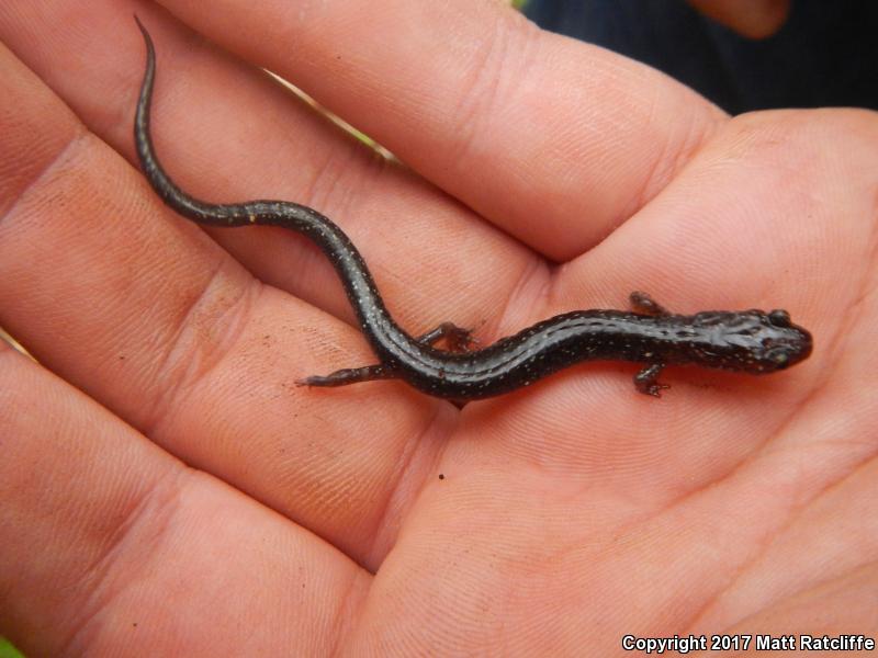 Shenandoah Mountain Salamander (Plethodon virginia)