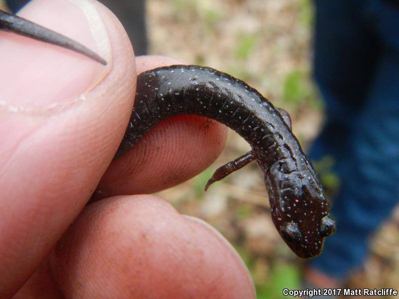 Shenandoah Mountain Salamander (Plethodon virginia)