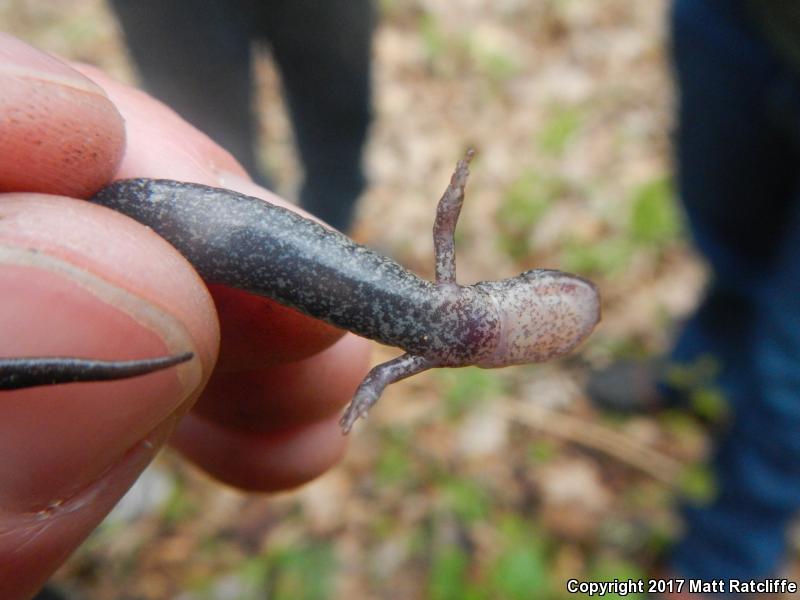 Shenandoah Mountain Salamander (Plethodon virginia)