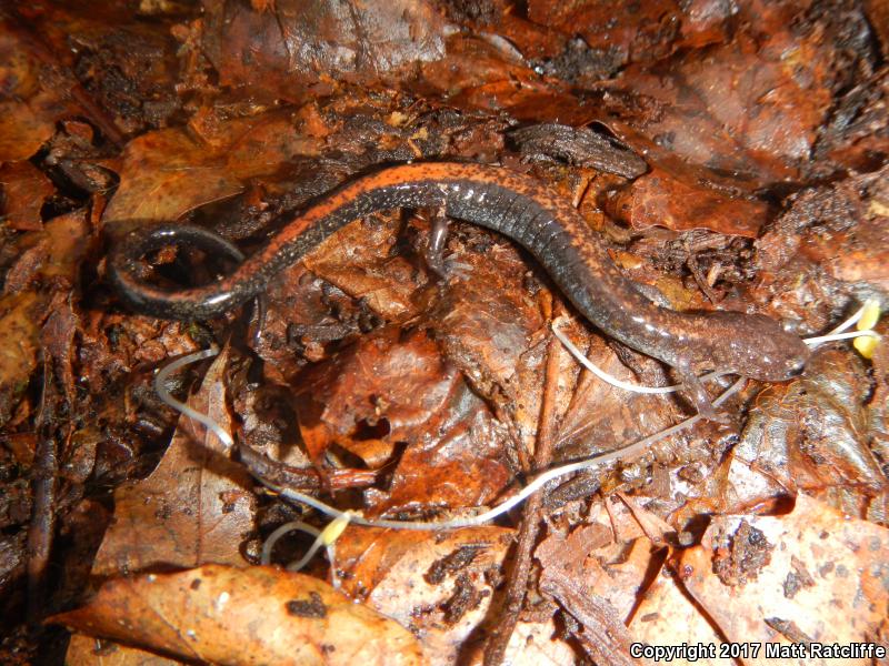 Shenandoah Mountain Salamander (Plethodon virginia)