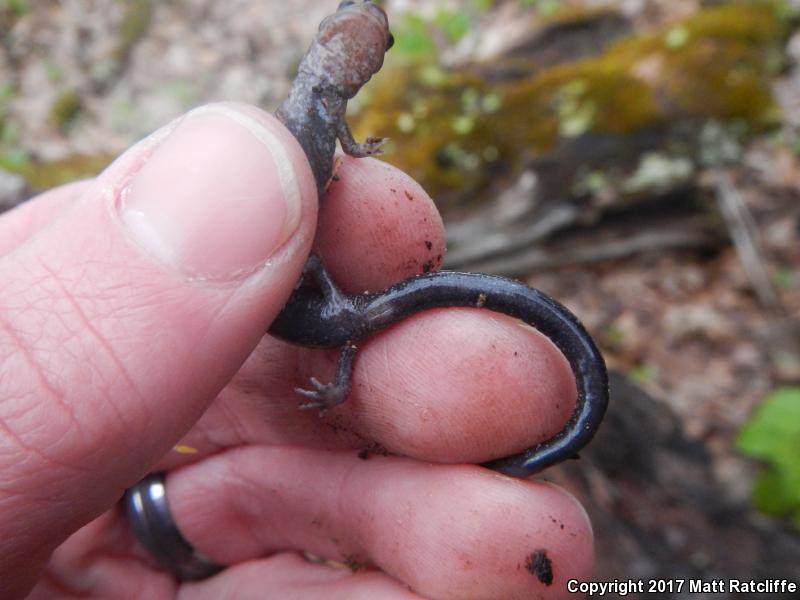 Shenandoah Mountain Salamander (Plethodon virginia)